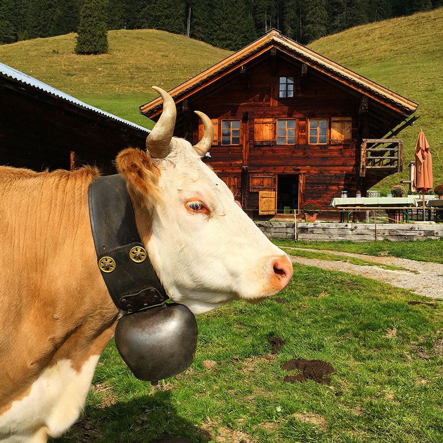 gstaad alp social 2014 by mamo photography interlaken hotelfotograf corporate mamophoto