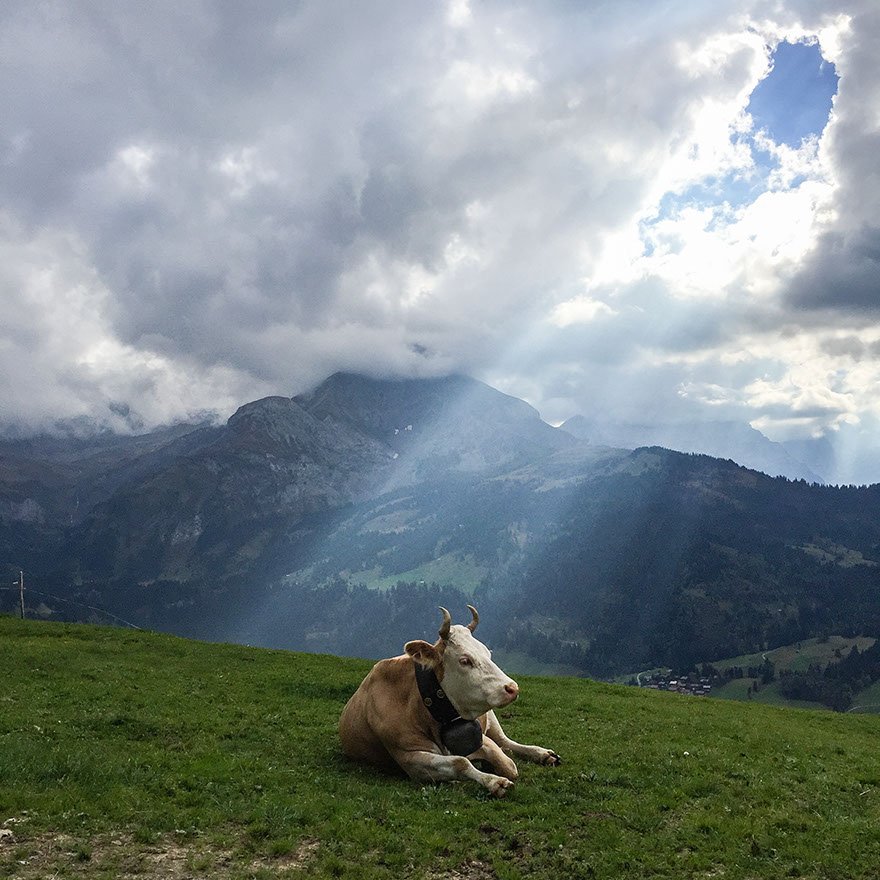 gstaad alp social 2014 by mamo photography interlaken hotelfotograf corporate mamophoto