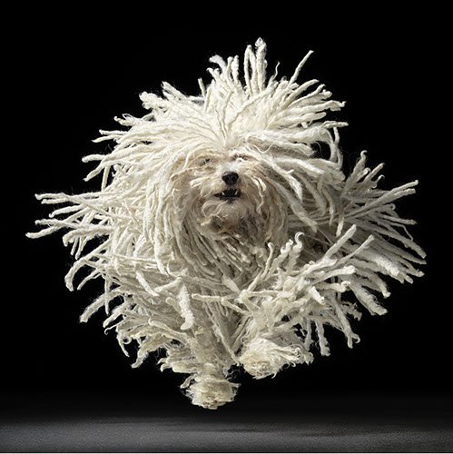timflach_001