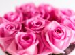 rosenbox, boxofroses, boxofflowers, mamo photography