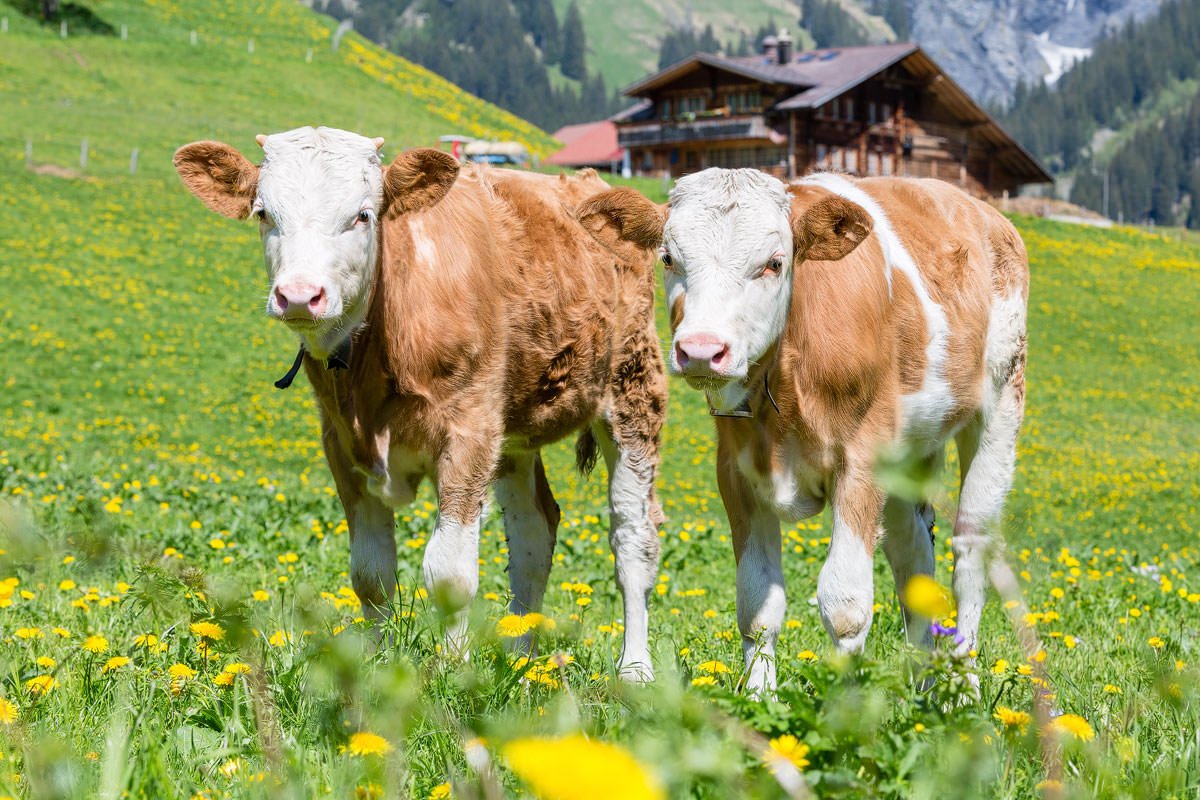 Hotelfotograf Schweiz Hotel des Alpes Adelboden MAMO Photography Interlaken Fotograf
