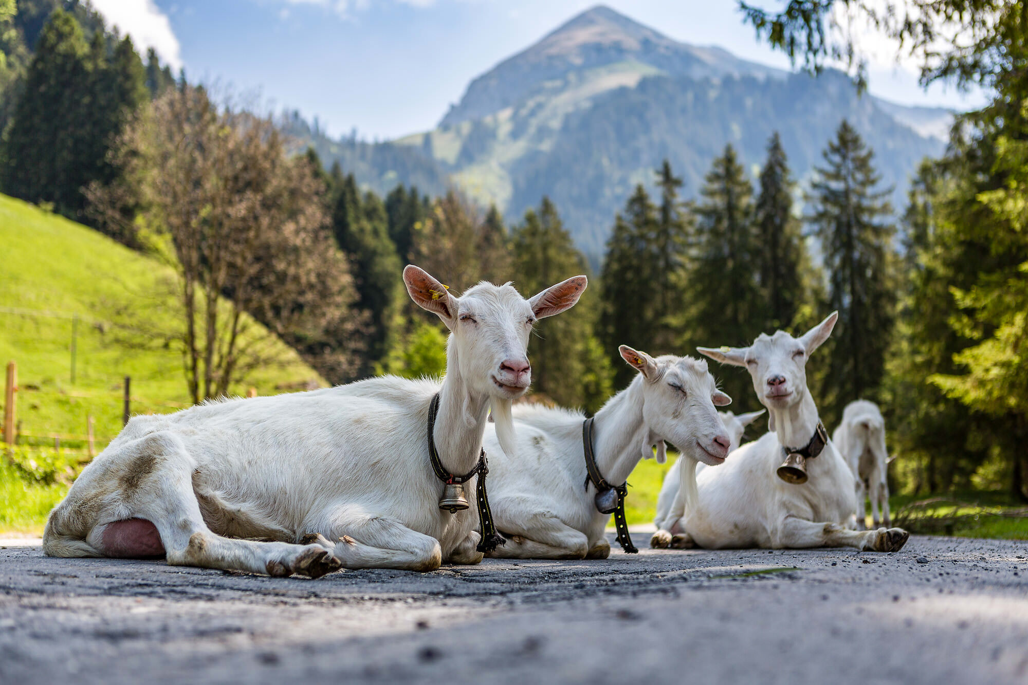 Fotograf Interlaken Thun Bern Landschaftsfotos Tourismusfotos Wanderfotos Landschaften Berner Oberland Schweiz Sommer Winter Herbst Berufsfotograf